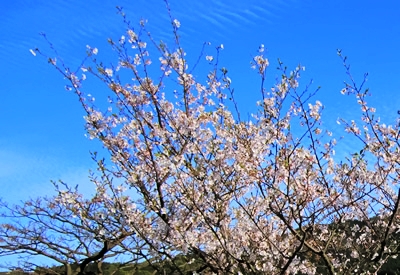 屋久島　４月　桜