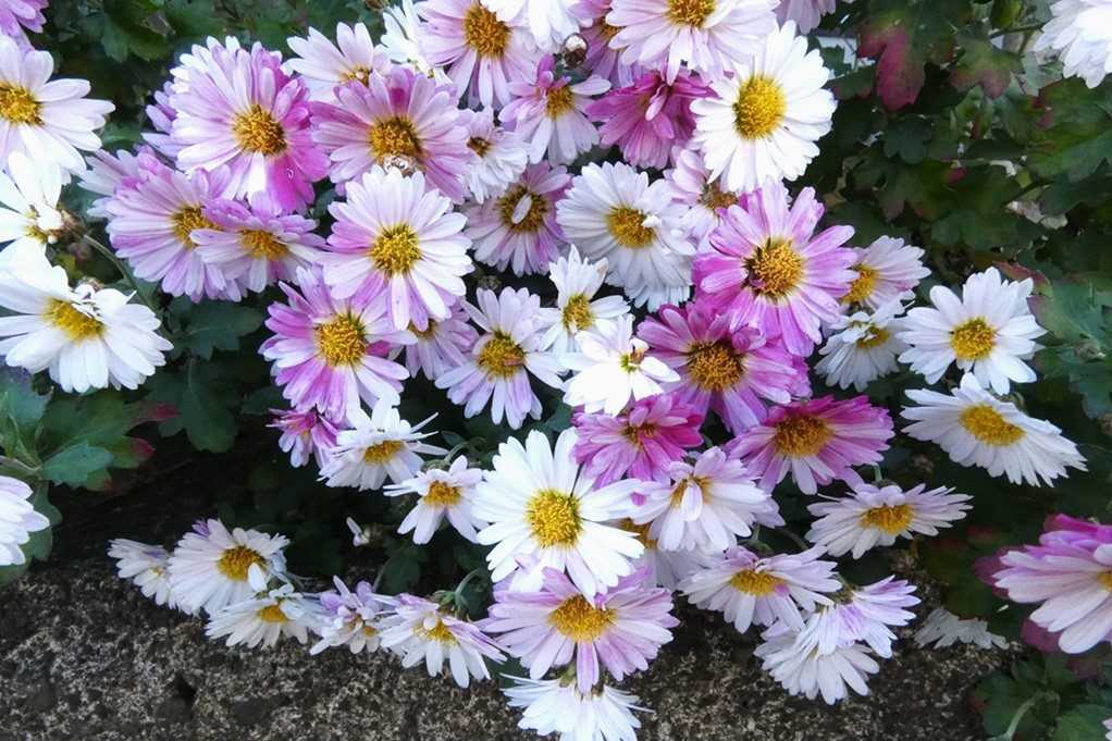 515