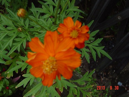 DSC01226.JPG