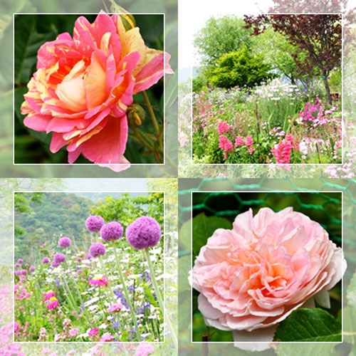 お花4枚