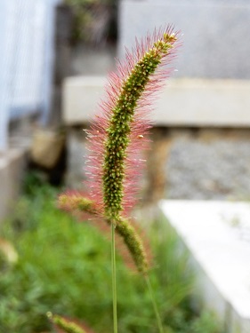 キンエノコロ (3).JPG