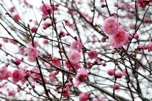 koshigaya_ume07.jpg
