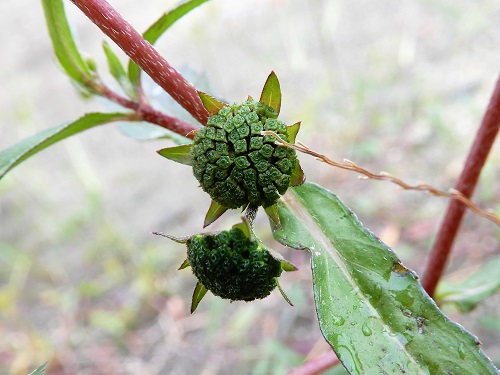 タカサブロウ (3).JPG