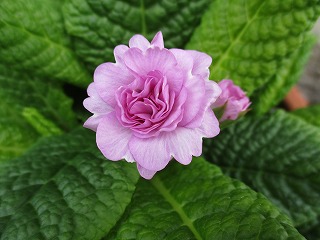 IMG_1234ss.jpg