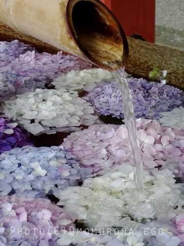 淡い紫のあじさい浮かぶ花手水 鶴岡八幡宮 雨の日の紫陽花 Omomuroなegg おもむろな鎌倉 楽天ブログ