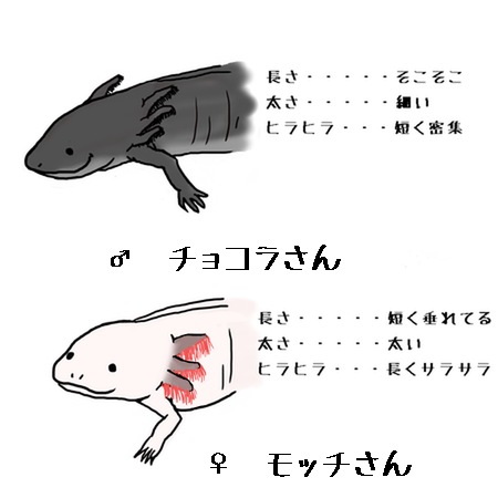 ｳﾊﾟｰ の記事一覧 ミ ィ ウパライフ 楽天ブログ