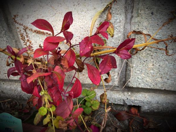 rblog-20161226172722-06.jpg