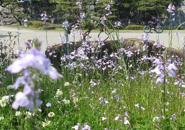 雑草が花をつけた薄紫色 ツーリズム徳島 見てみ！来てみ！徳島観光・四国旅行 とくしま観光ボランティア 楽天ブログ