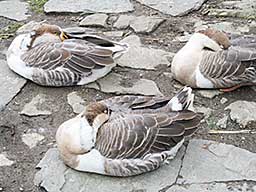 o-IMG_0485.jpg