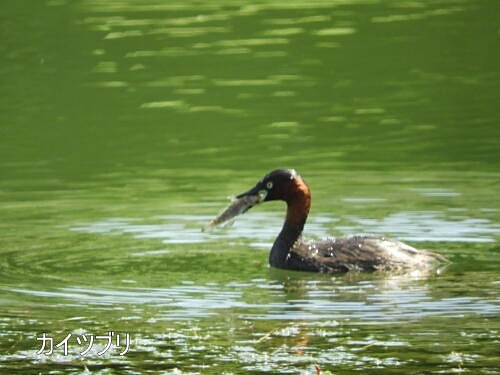 小池公園にて