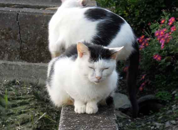 我が家のニャンコ♪2014/01/11-2