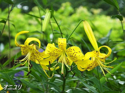 洗足池のお花達