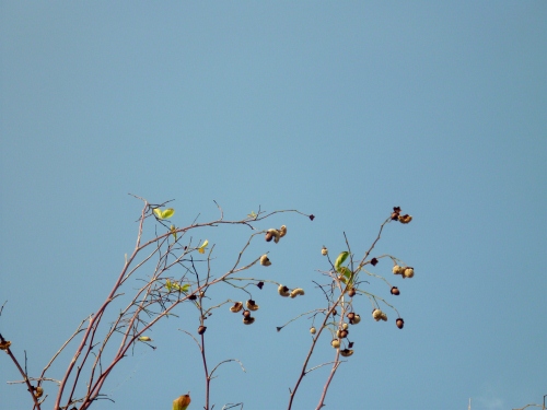 004 (500x375).jpg