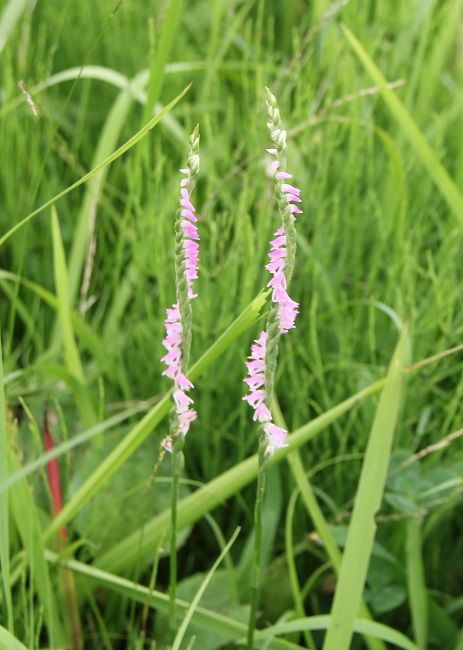 ネジバナ観察２ みんな違ってみんないい 昼顔のつぶやき 楽天ブログ