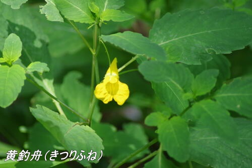 東高根森林公園にて