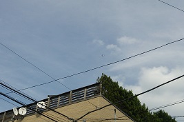DSC_1061-13-1.jpg