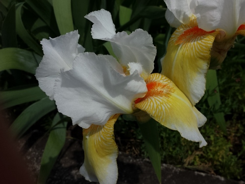 20150524_091158 (500x376).jpg