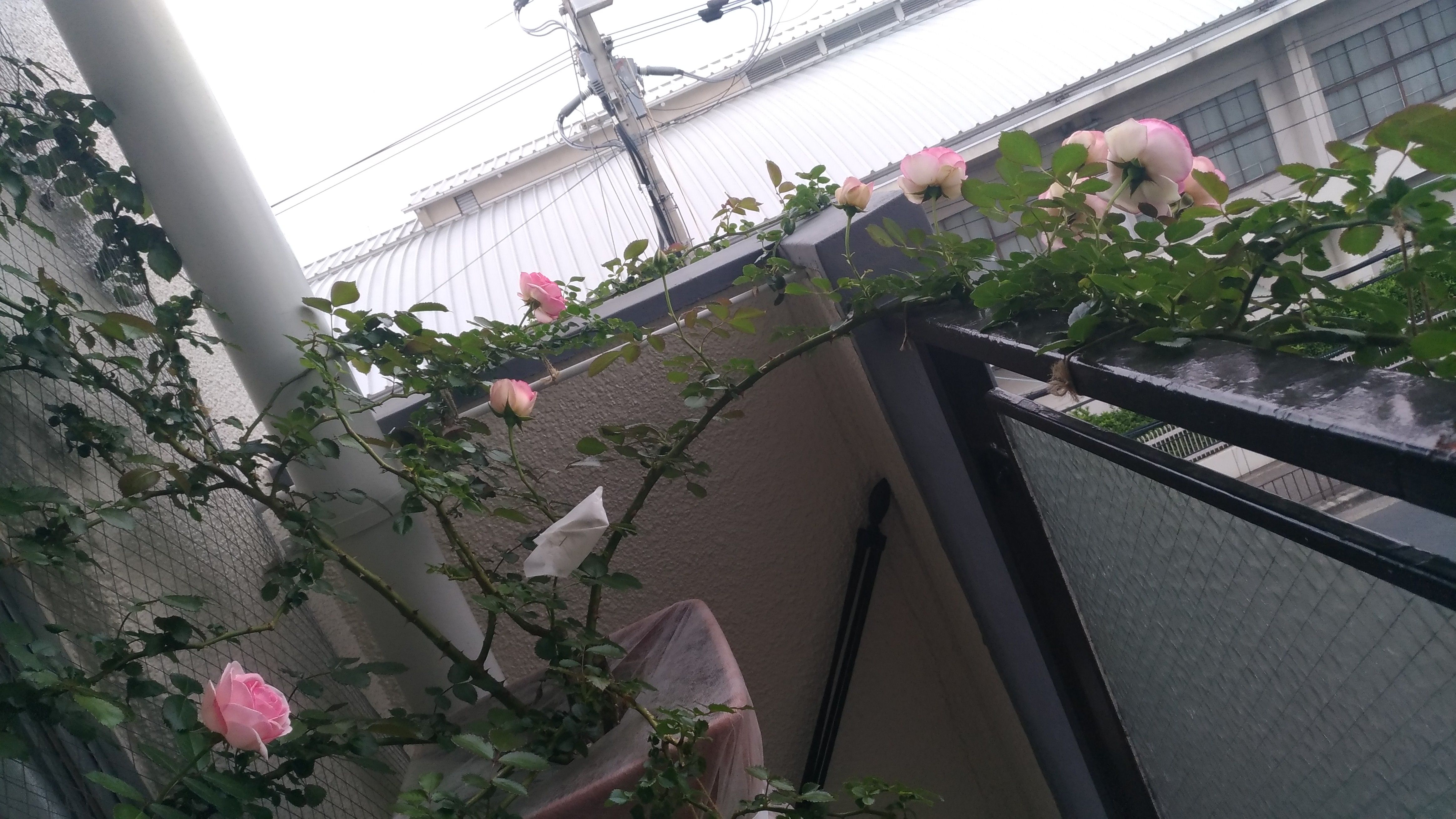 花咲くベランダ つるバラをベランダで 楽天ブログ