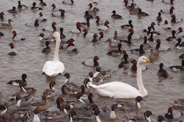 PC093417-3.JPG