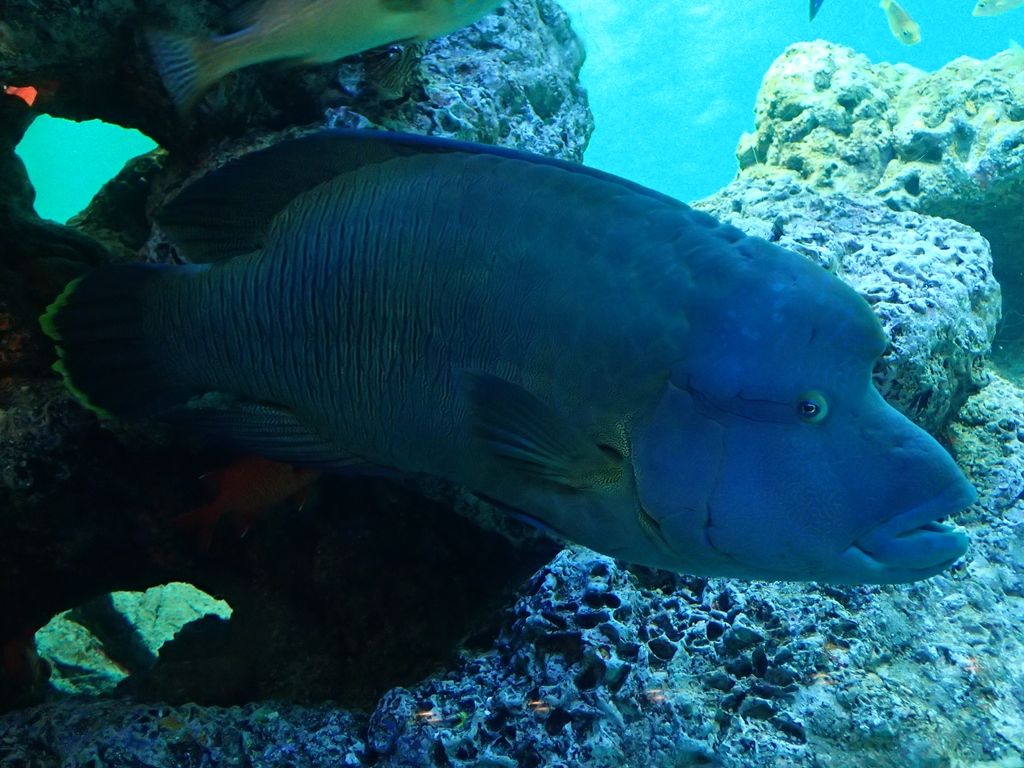 水族館 ボケないための日記のようなモノ 楽天ブログ