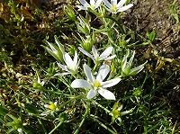 ５月３日の誕生花 オオアマナ 大甘菜 の花言葉 純粋 ベツレヘムの星と呼ばれる白い花 弥生おばさんのガーデニングノート 花と緑の365日 楽天ブログ