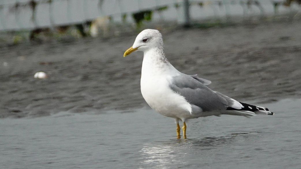 船橋三番瀬海浜公園 弐 ただのカモメ アウトドア親爺の徒然日記 楽天ブログ