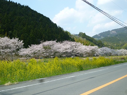 桜