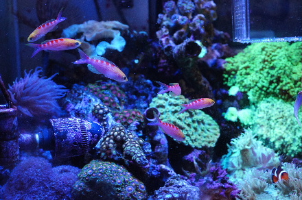 2012_1012ｱｻﾋﾊﾅｺﾞｲ0069.JPG