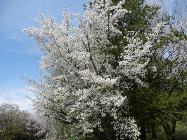 641 桜、白