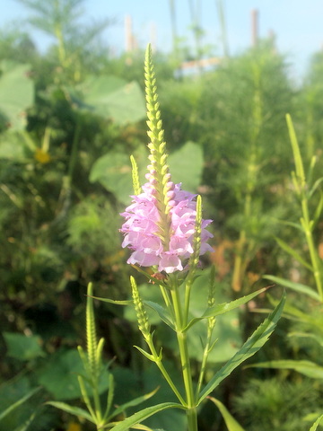 咲きあがる花