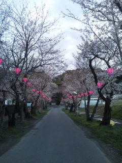 見頃は来週かな