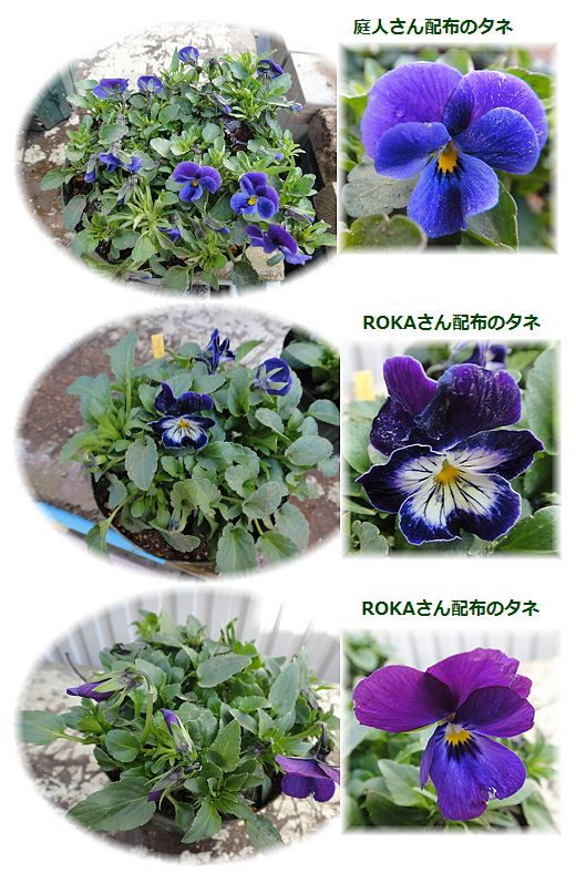 ビオラの鉢増し