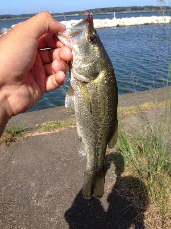 rblog-20140811164443-02.jpg