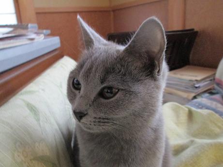 こたつのまわり４.JPG