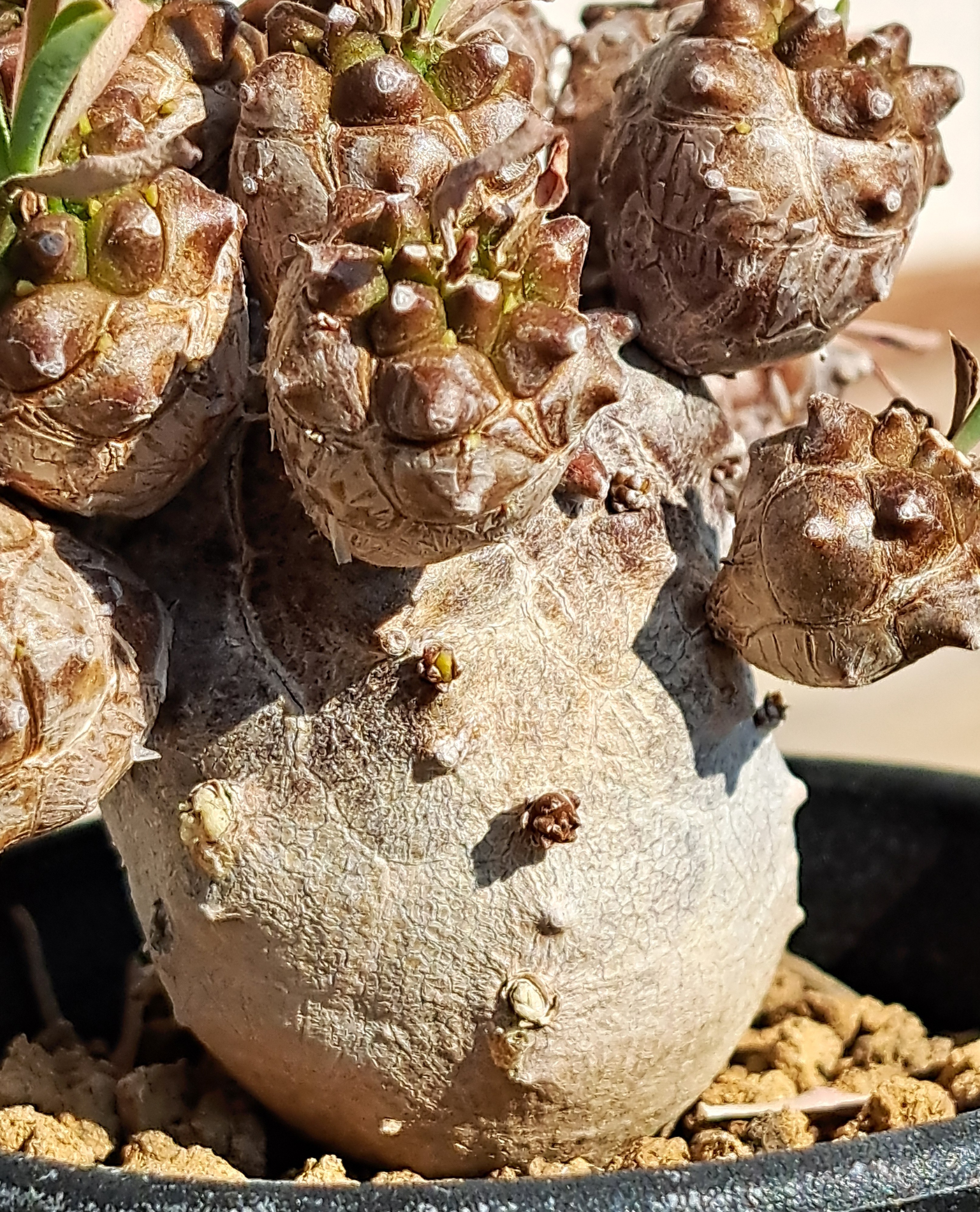 オベサ、ホリダ、峨眉山 | デルオの多肉日記 - 楽天ブログ