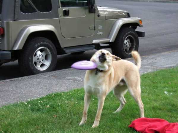 面白犬画像 代スポーツ男子の日常 楽天ブログ