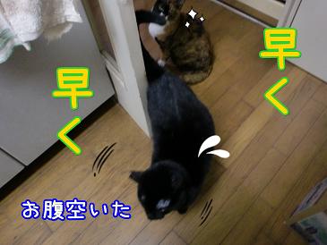 早くご飯.JPG