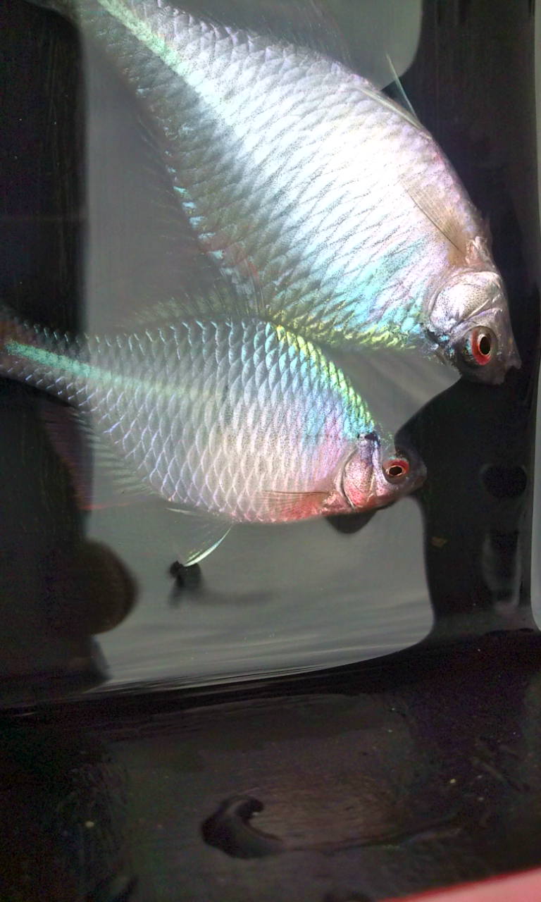 14ページ目の タナゴ釣り トラ吉 のんびりタナゴ日記 楽天ブログ