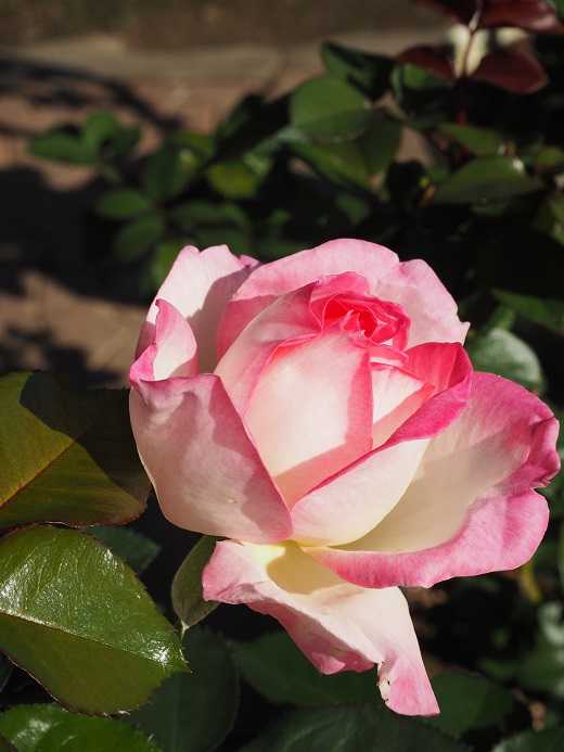 古いタイプの薔薇を少々 おとぎ話の女王と イギリスから日本へ献呈された薔薇 可愛いポット見つけました ピーチヒルの薔薇日記 楽天ブログ