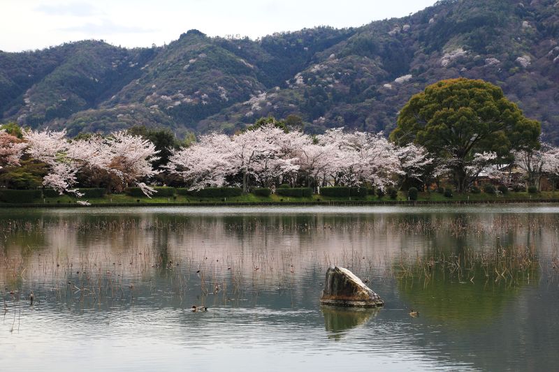 大沢池_005嵐山.jpg