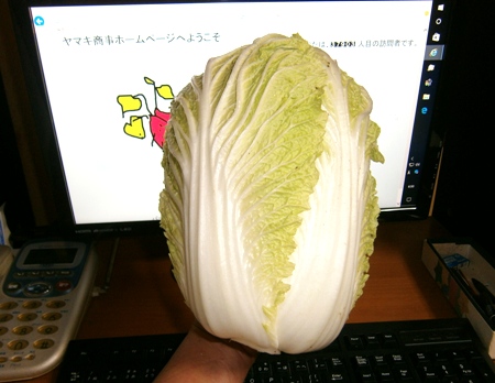15.11.21白菜.JPG