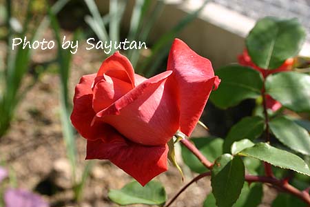 ブラックティー