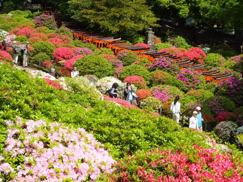 根津神社のつつじ苑