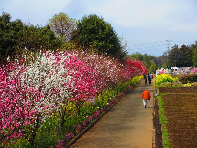 花桃通り.jpg