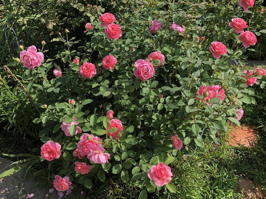 今年のバラの二番花は 今日のできごと 楽天ブログ