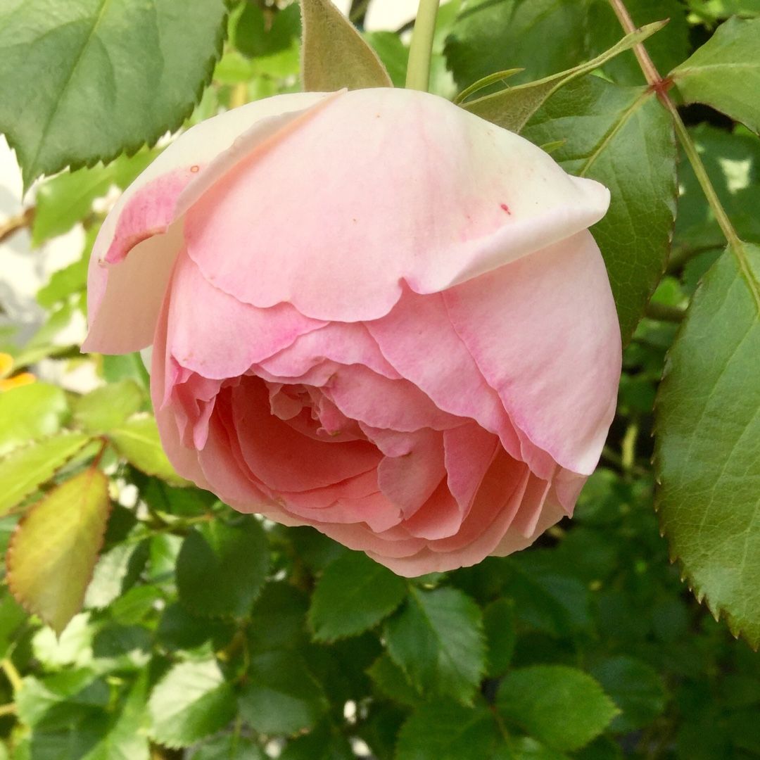 待ちに待った ピエールドゥロンサールの開花 ばらと猫とフラメンコ 楽天ブログ