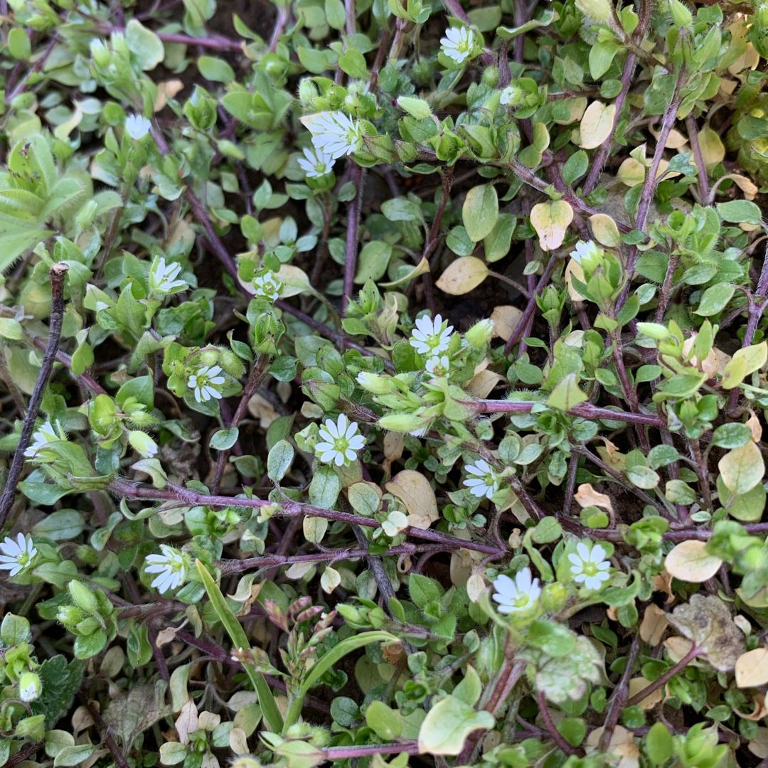 9ページ目の記事一覧 ポポイ アンフラマンス ホウ のブログ 楽天ブログ