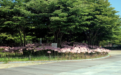 中庭正面のナツズイセン