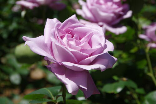 谷津バラ園のバラの花