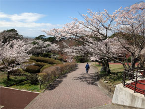 桜20.jpg